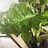 Alocasia
